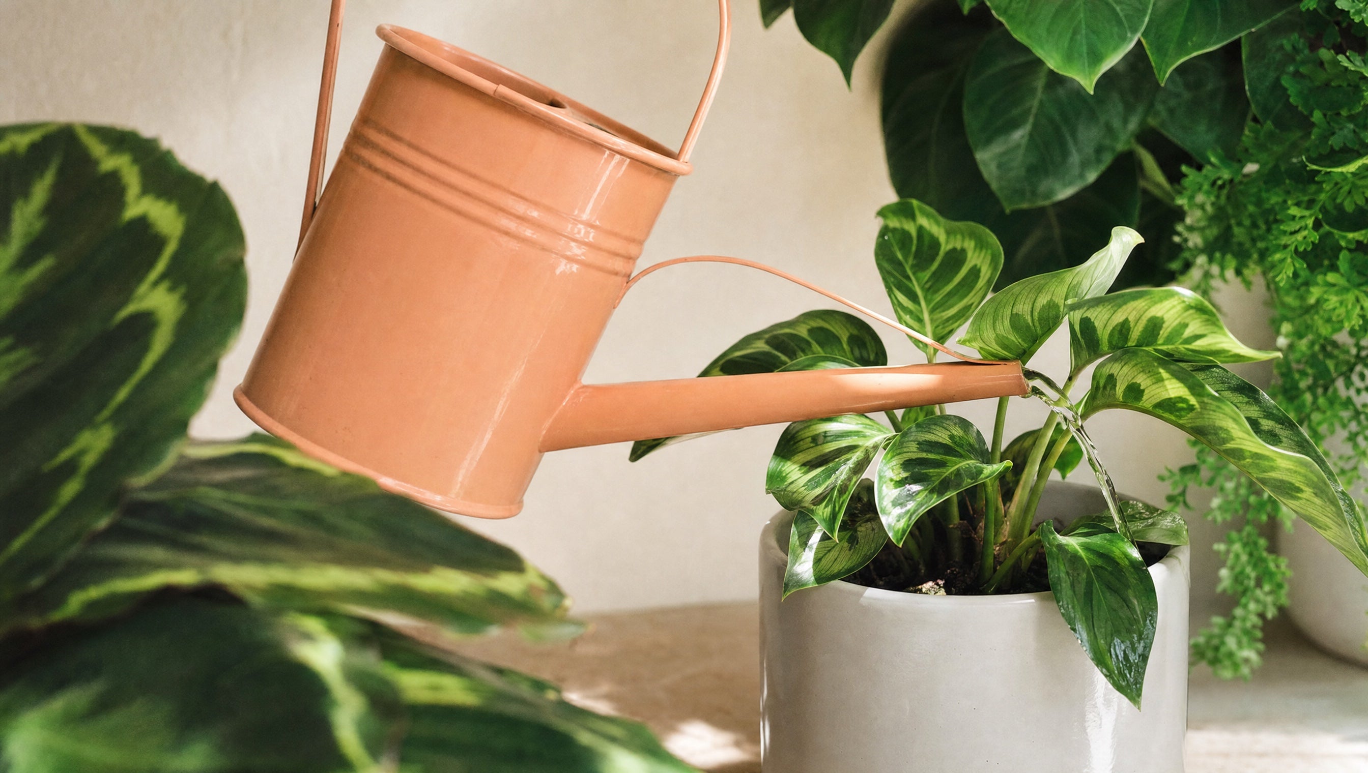 Pour le jardin Bordeaux : arrosoir Plint, accessoires et soins pour plantes et fleurs — ÂME fleuriste et magasin de décoration à Bordeaux