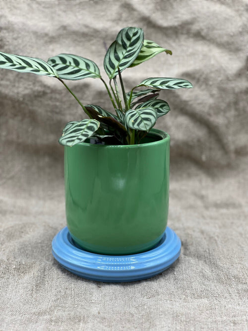POT À PLANTER CHURROS VERT ET BLEU by &amp;KLEVERING - photo 1